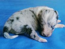 puppies