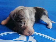 puppies