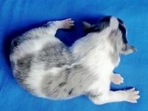 puppies