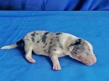 puppies