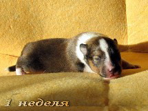 puppies