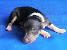 puppies