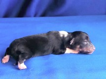 puppies