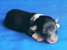 puppies
