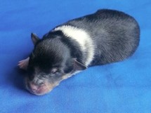 puppies