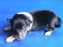 puppies