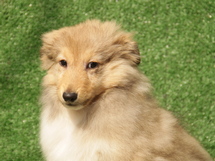 puppies