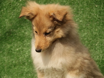 puppies
