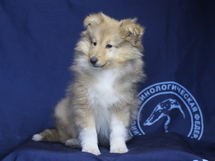puppies