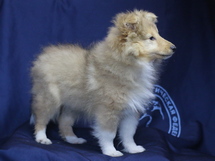 puppies