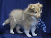 puppies