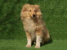 puppies