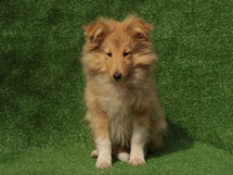 puppies