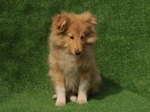 puppies