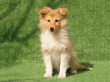 puppies