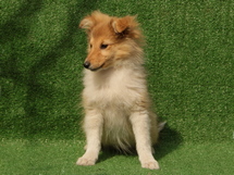puppies