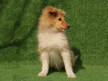 puppies
