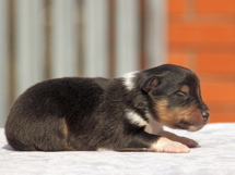 puppies
