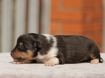 puppies