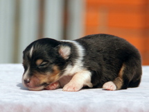 puppies
