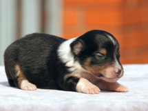puppies