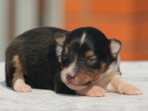 puppies