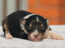 puppies