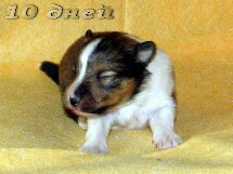 puppies