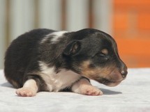 puppies