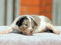 puppies