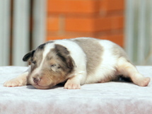 puppies