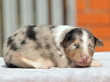 puppies
