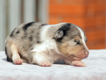 puppies