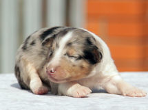 puppies