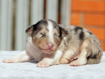 puppies