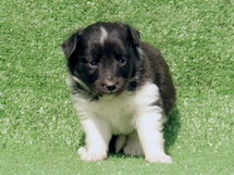 puppies