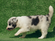 puppies