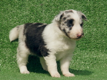 puppies
