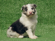 puppies