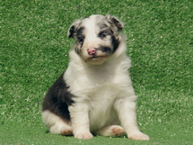 puppies