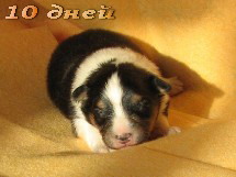 puppies