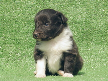 puppies
