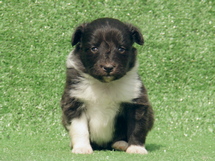 puppies