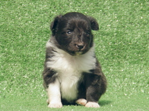 puppies