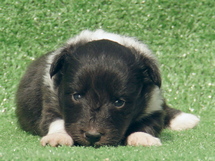 puppies