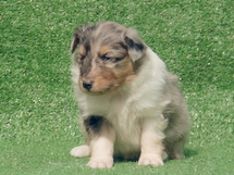puppies