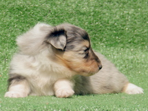 puppies