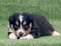 puppies