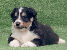 puppies