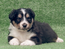 puppies